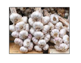 Garlic